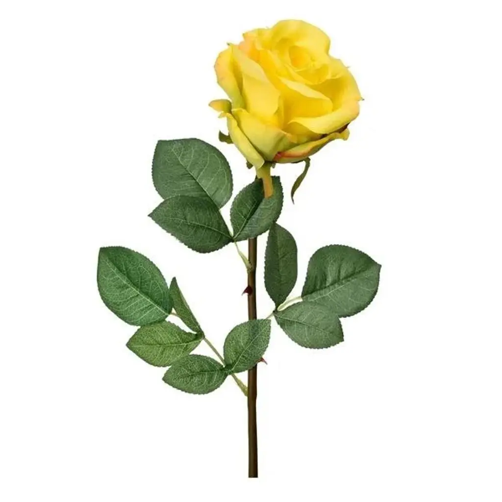 Yellow Rose Giveaway